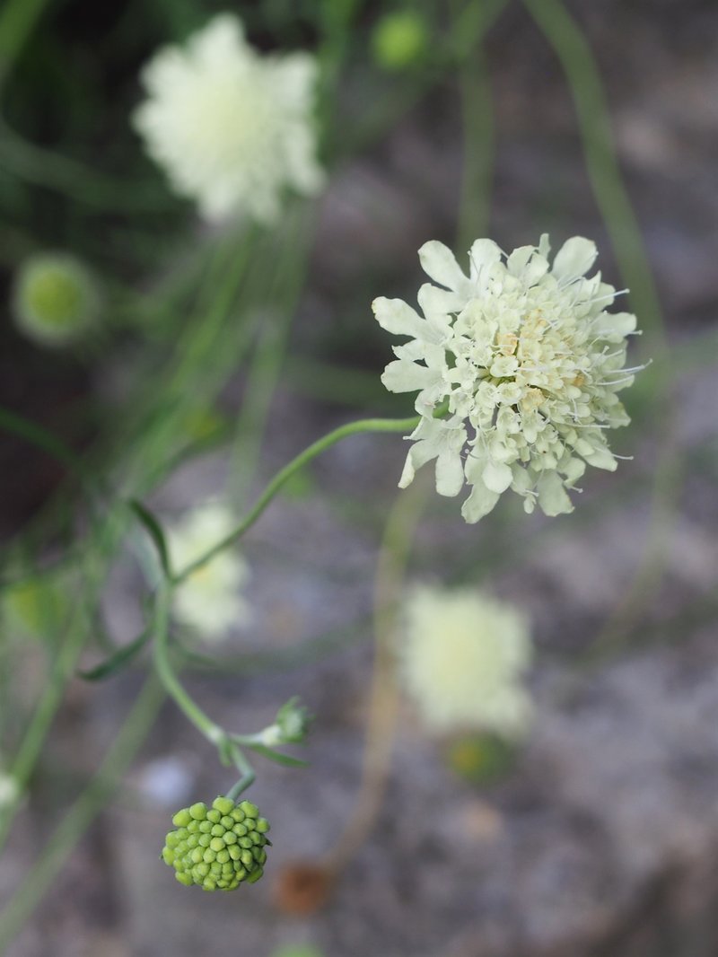 Cream Pincushions photo 8