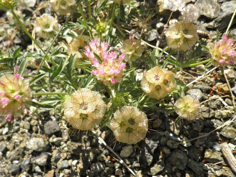 Starflower Pincushions photo 3