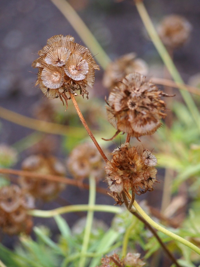 Starflower Pincushions photo 4