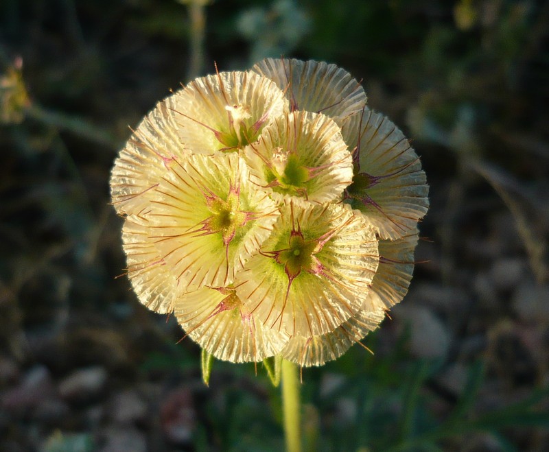Starflower Pincushions