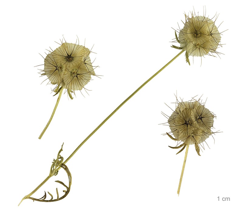 Starflower Pincushions photo 2