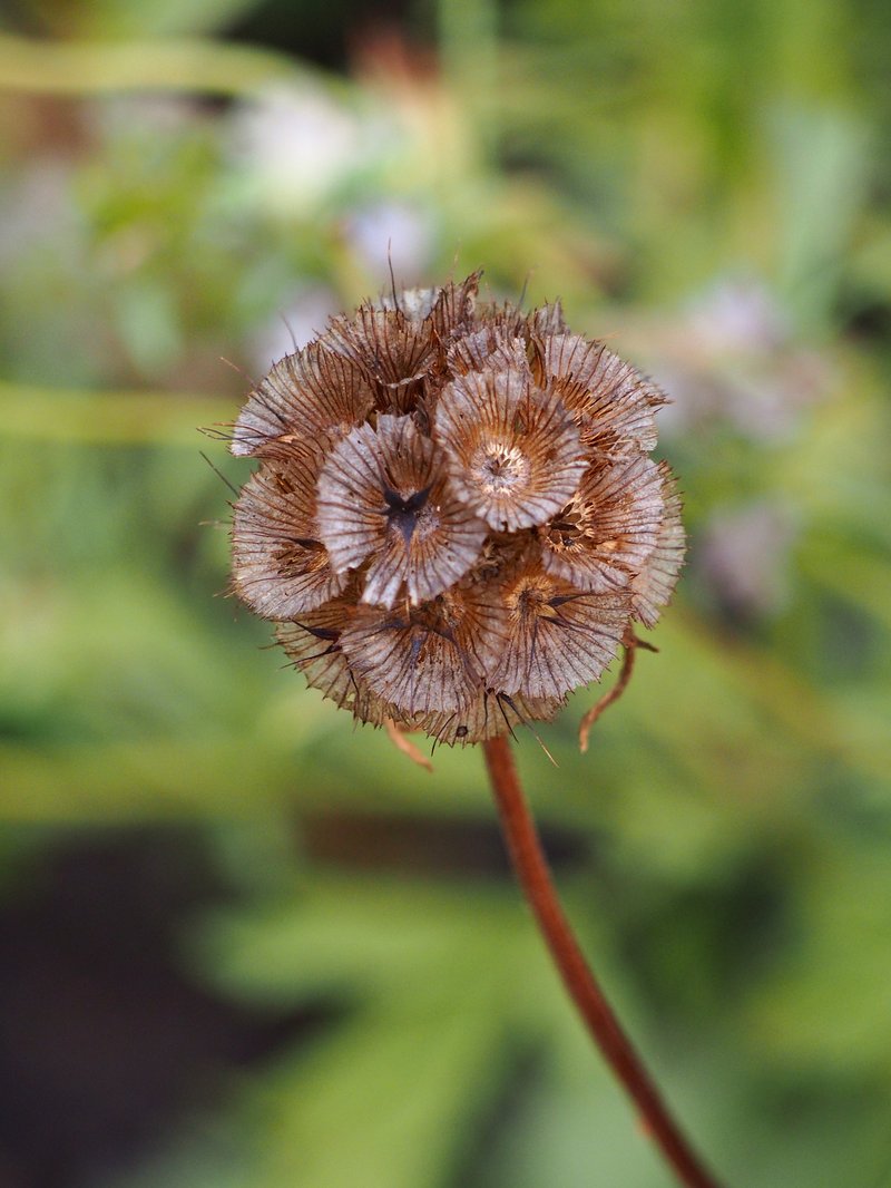 Starflower Pincushions photo 5