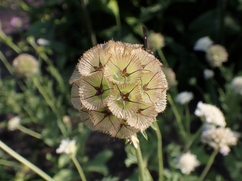 Starflower Pincushions photo 6