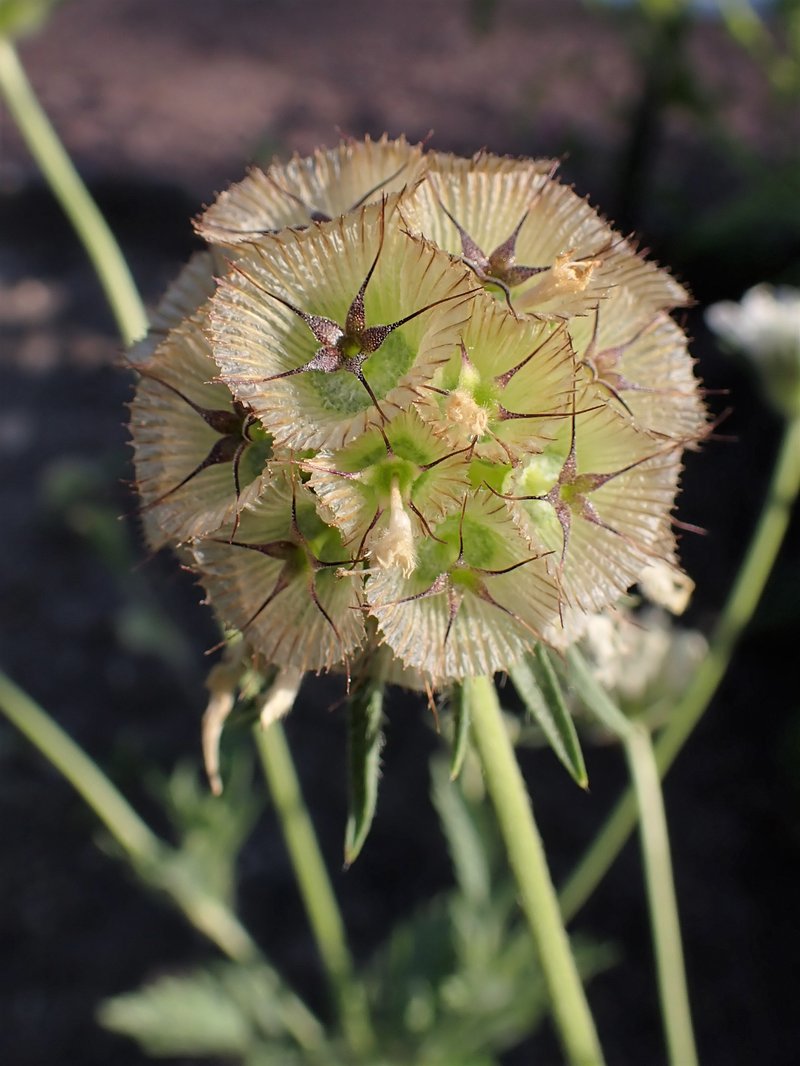 Starflower Pincushions photo 7