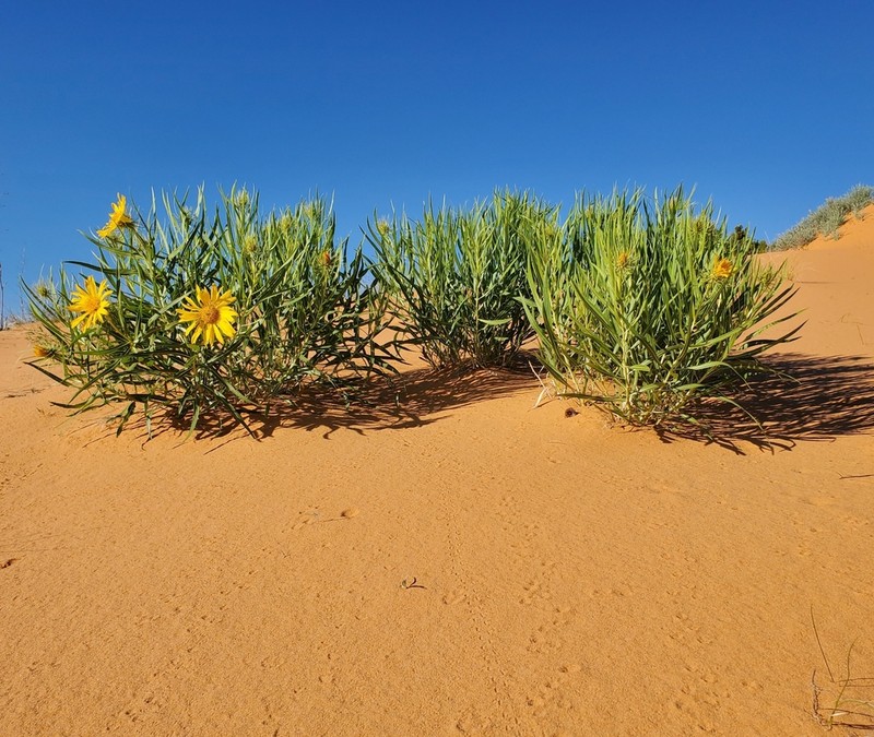 Badlands Mule-Ears