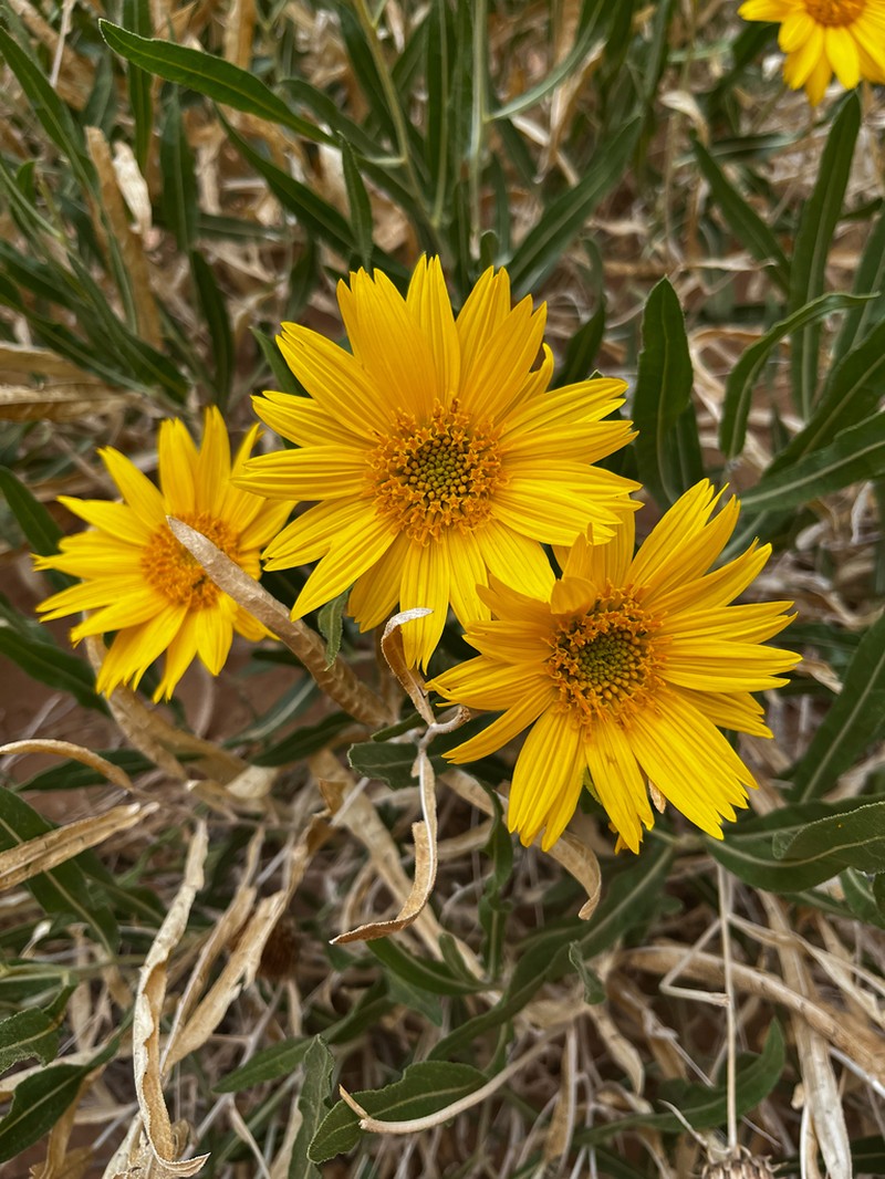 Badlands Mule-Ears photo 2
