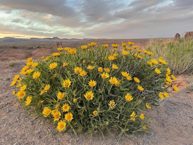Badlands Mule-Ears photo 3