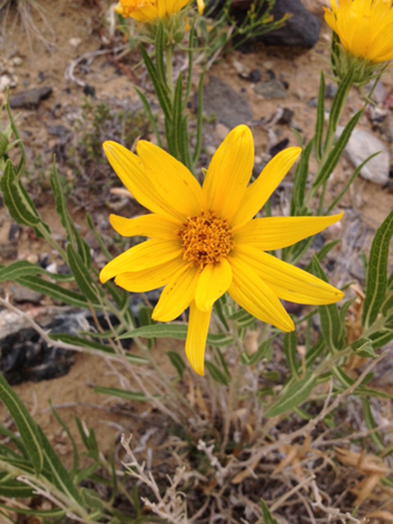 Badlands Mule-Ears photo 4