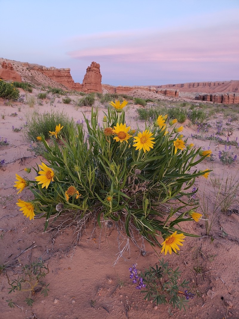 Badlands Mule-Ears photo 5
