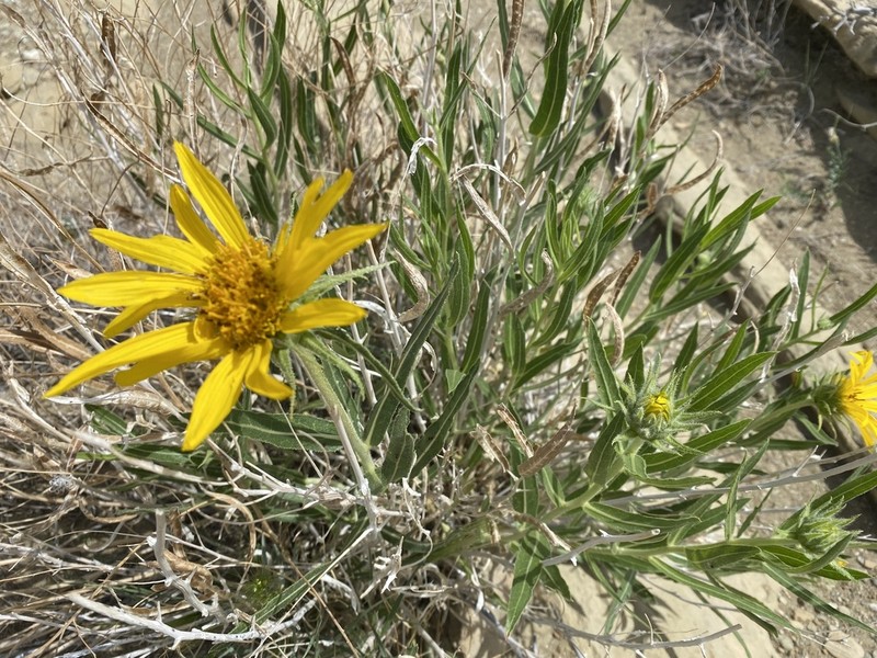 Badlands Mule-Ears photo 6
