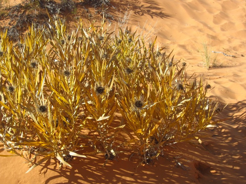 Badlands Mule-Ears photo 7