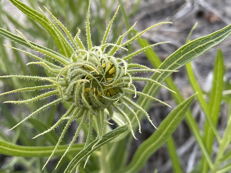 Badlands Mule-Ears photo 8