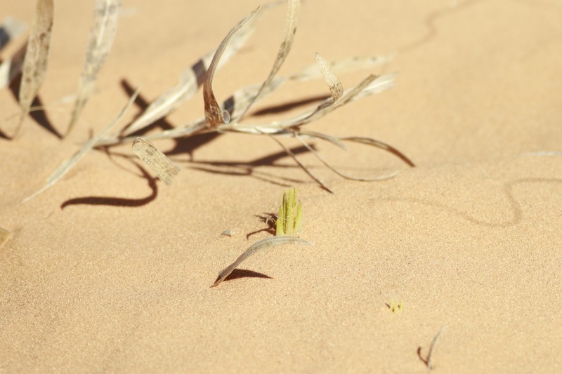 Scabrethia scabra subsp. attenuata