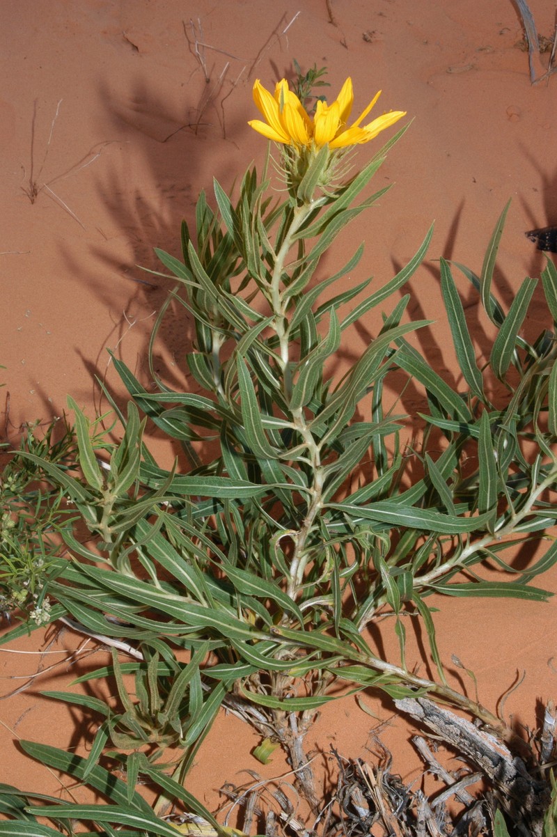 Scabrethia scabra subsp. attenuata photo 2