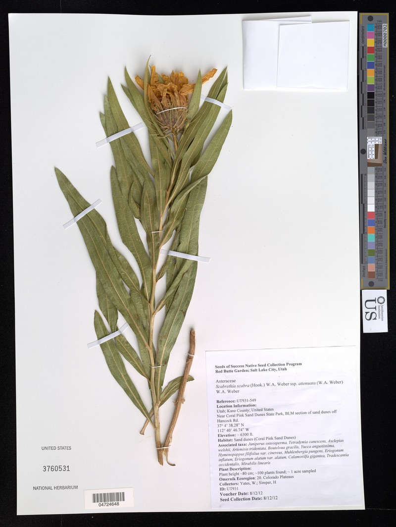 Scabrethia scabra subsp. attenuata photo 3