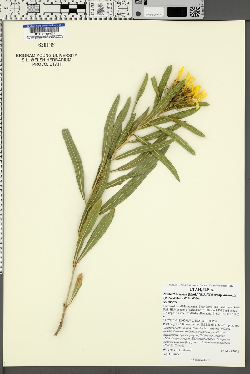 Scabrethia scabra subsp. attenuata photo 4