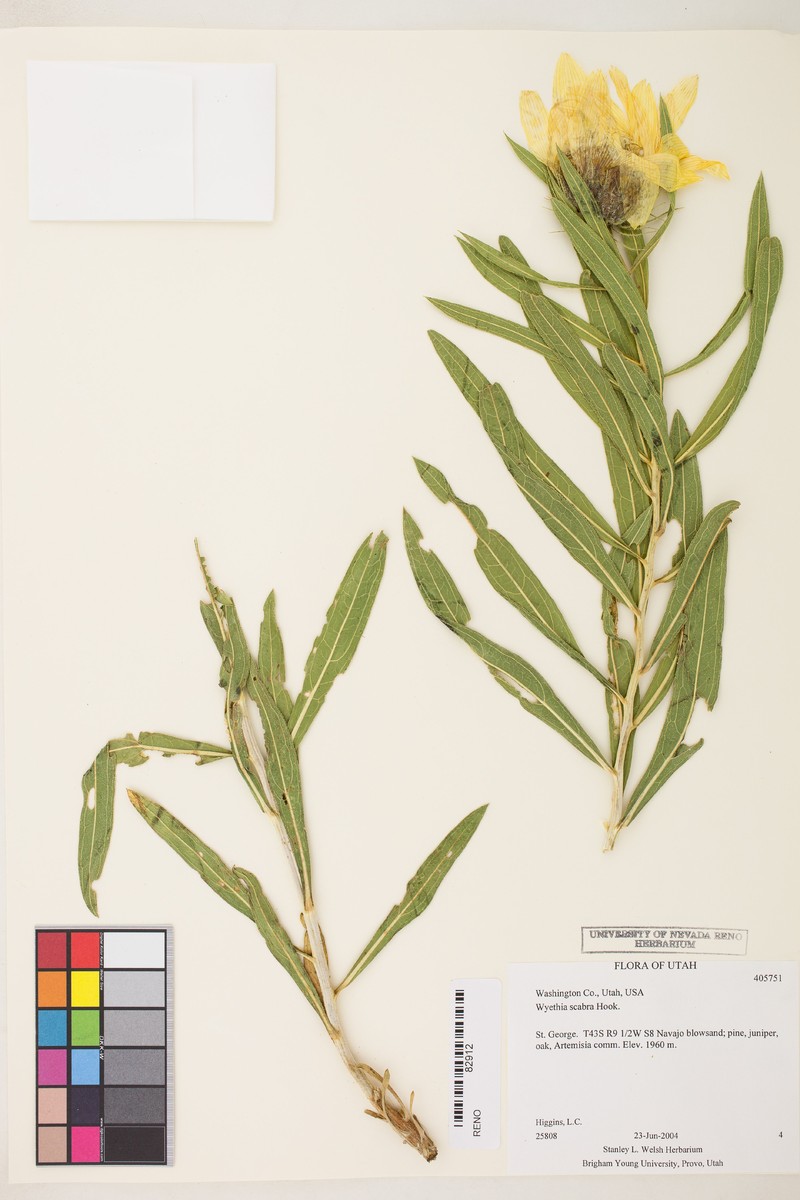 Scabrethia scabra subsp. attenuata photo 5