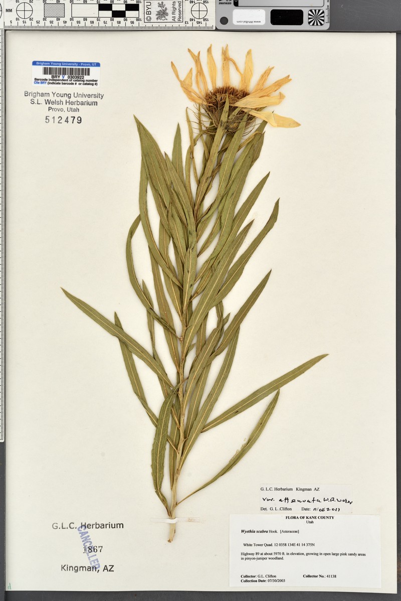 Scabrethia scabra subsp. attenuata photo 6