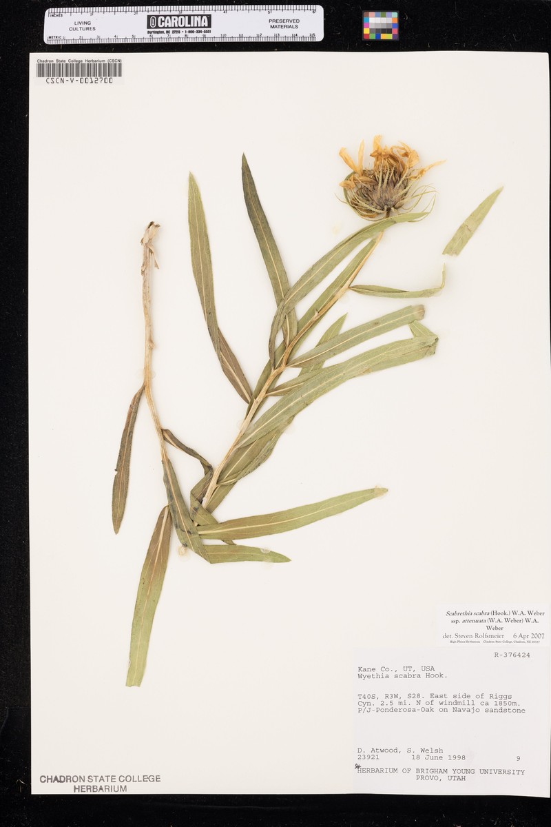 Scabrethia scabra subsp. attenuata photo 7