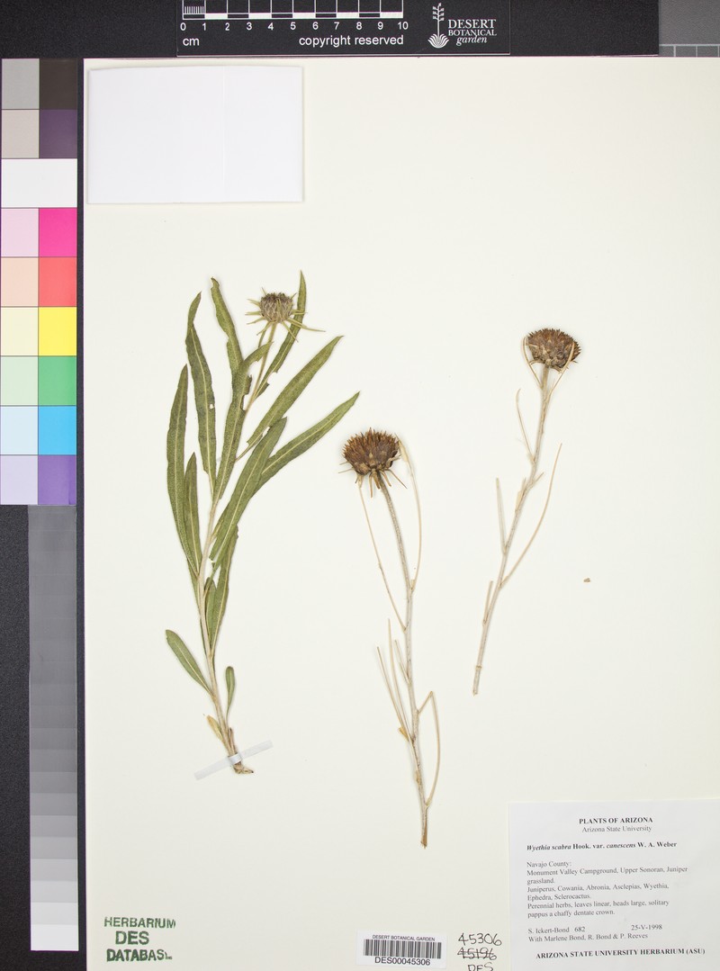 Scabrethia scabra subsp. canescens
