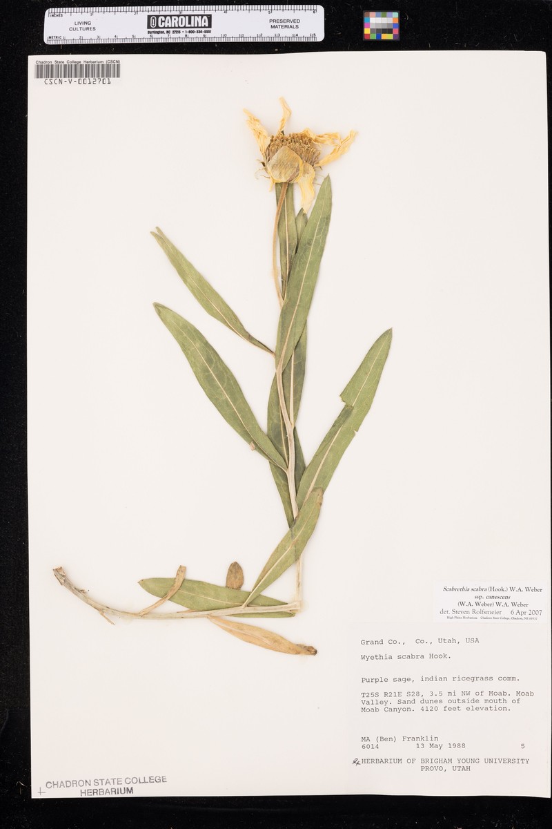 Scabrethia scabra subsp. canescens photo 2