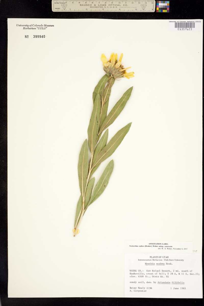 Scabrethia scabra subsp. canescens photo 3