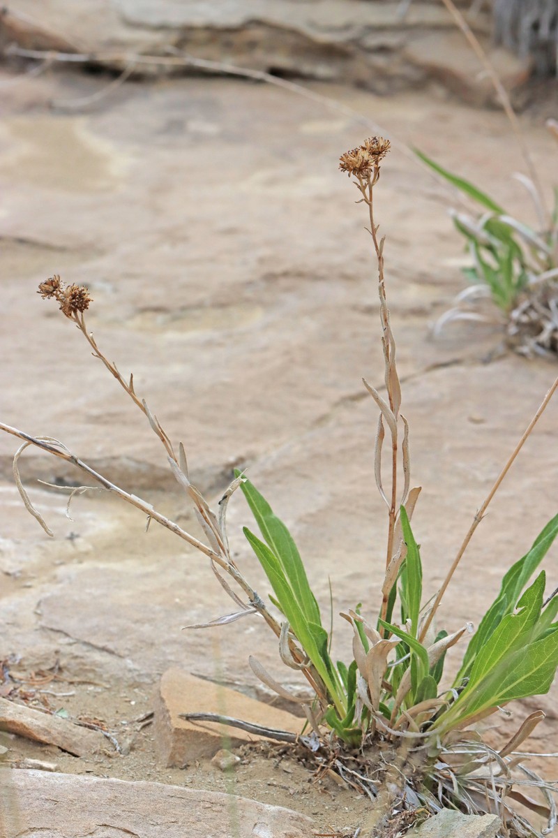 Scabrethia scabra subsp. scabra