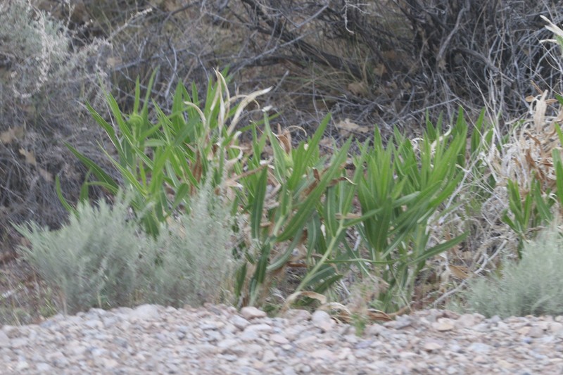 Scabrethia scabra subsp. scabra photo 3