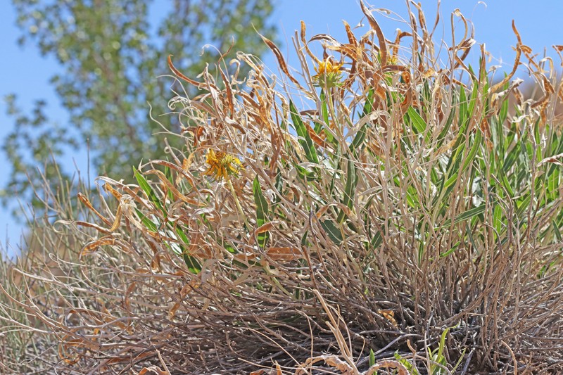 Scabrethia scabra subsp. scabra photo 4