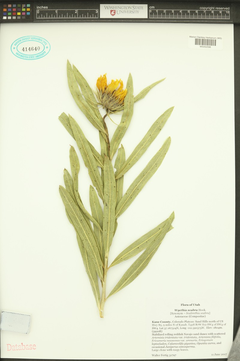 Scabrethia scabra subsp. scabra photo 8