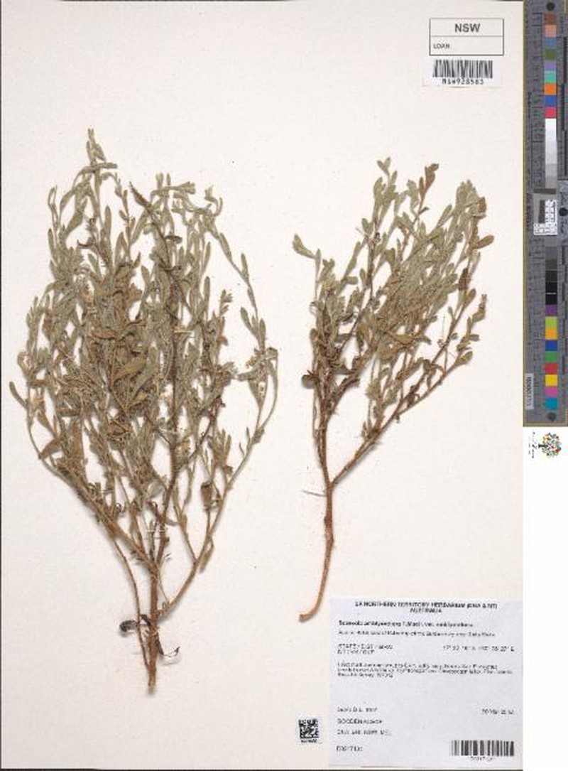 Scaevola amblyanthera var. amblyanthera