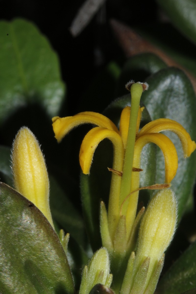 Scaevola barrierei photo 2
