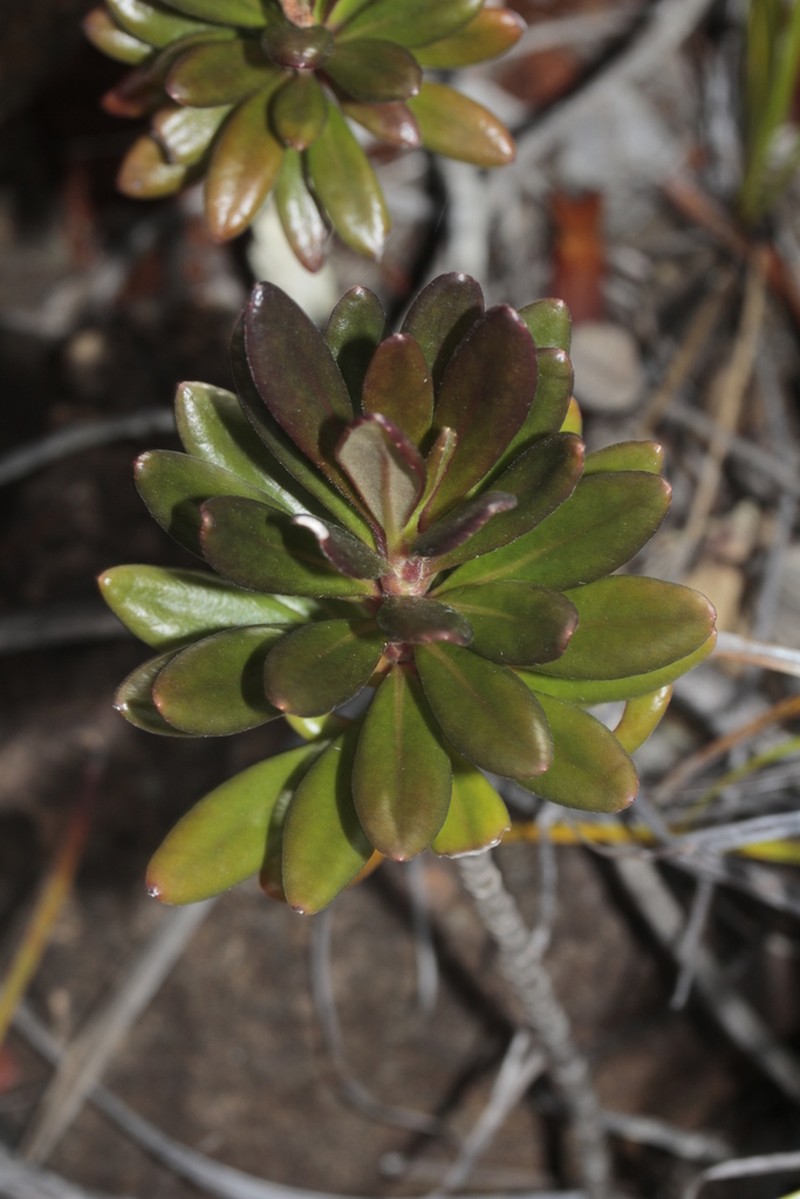Scaevola barrierei photo 3