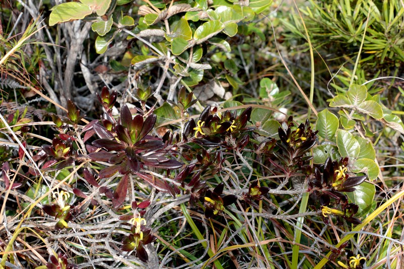 Scaevola barrierei photo 4
