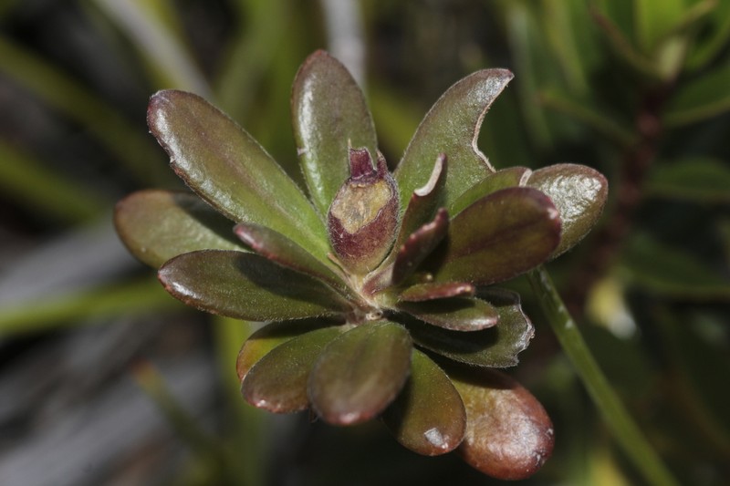 Scaevola barrierei photo 5