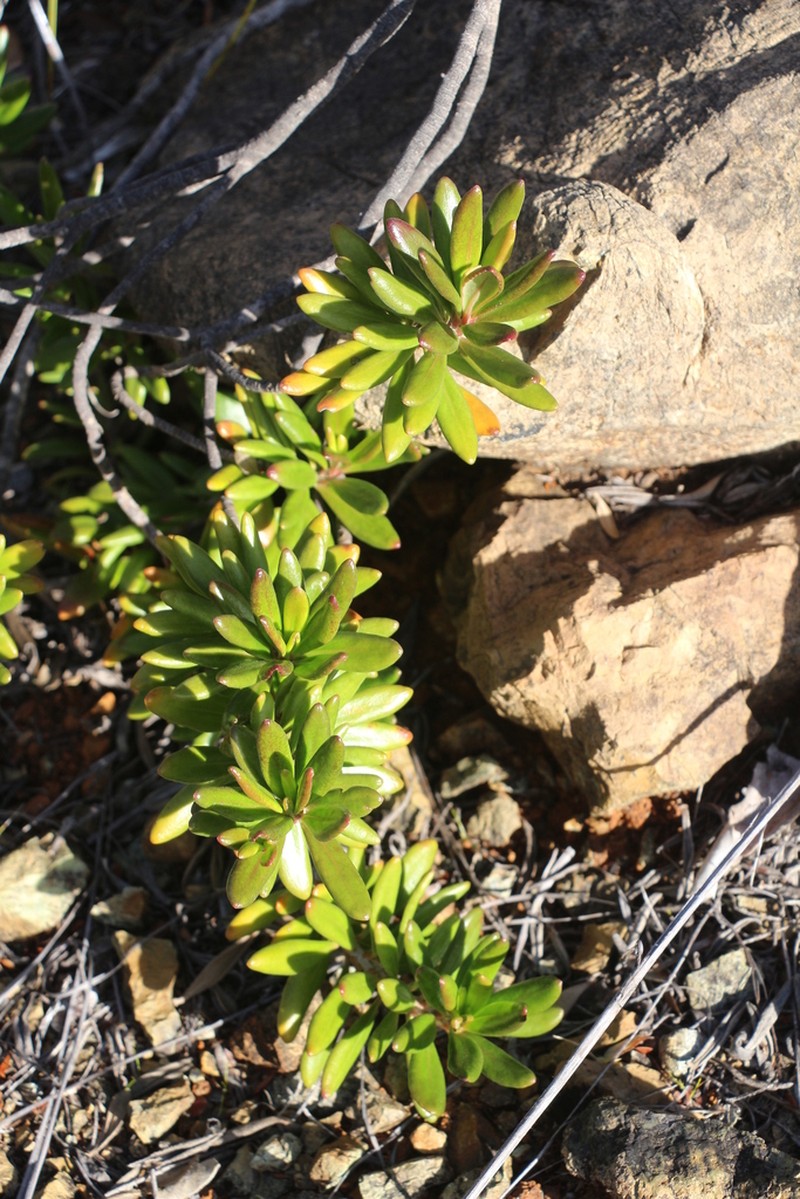 Scaevola barrierei photo 6