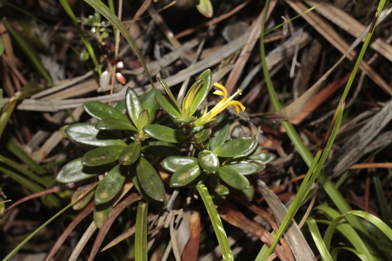 Scaevola barrierei photo 7