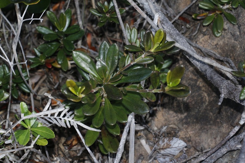 Scaevola barrierei photo 8