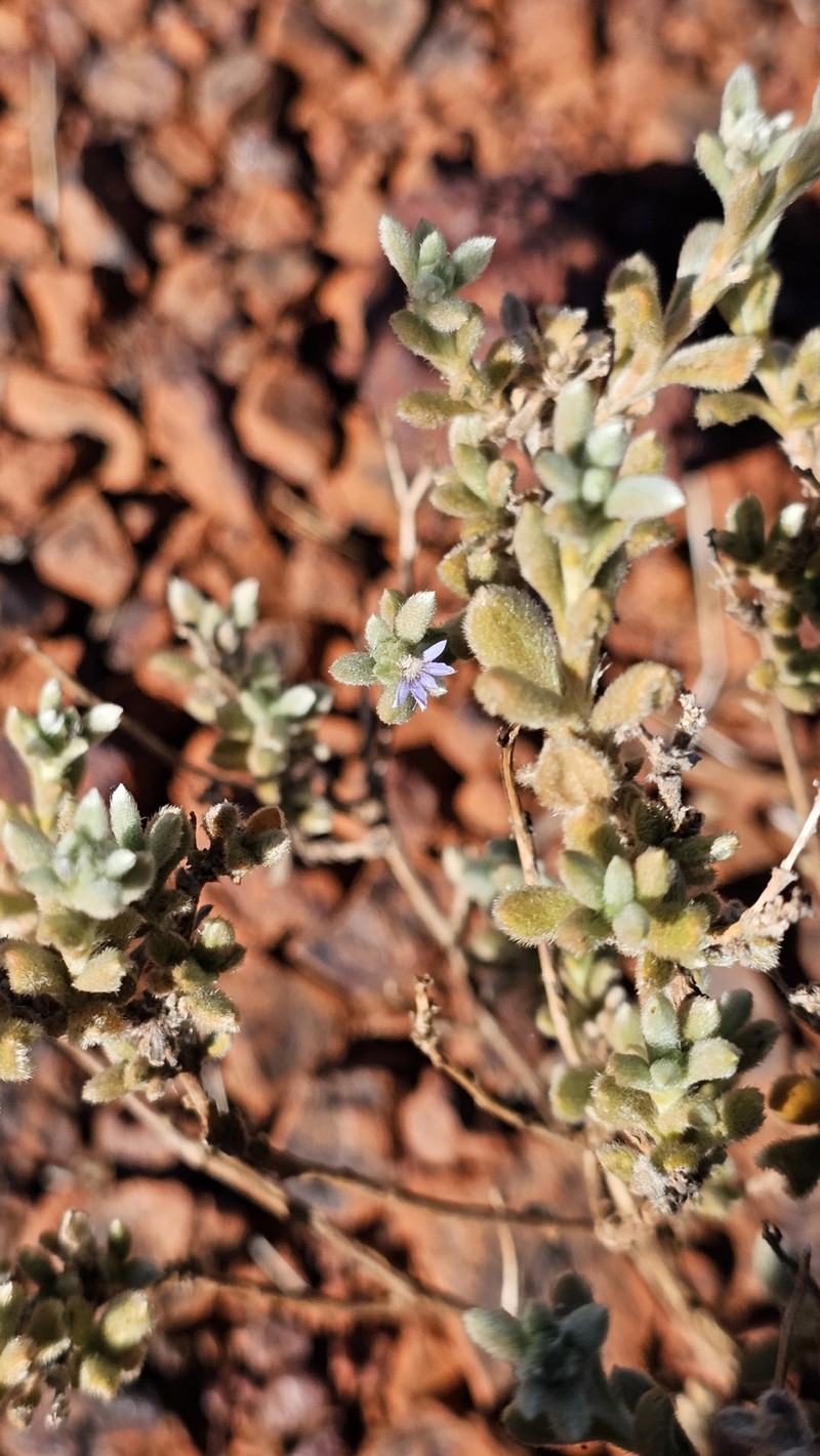 Scaevola browniana subsp. browniana