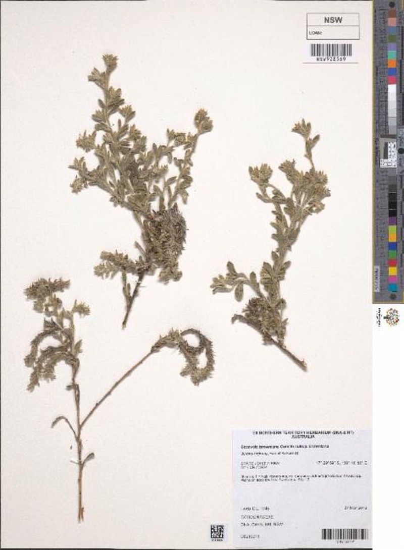 Scaevola browniana subsp. browniana photo 2