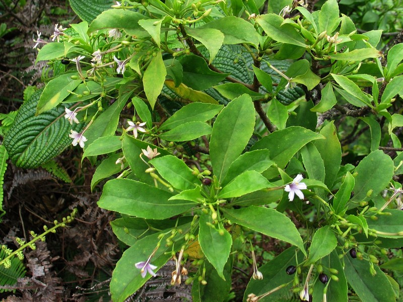 Naupaka photo 2