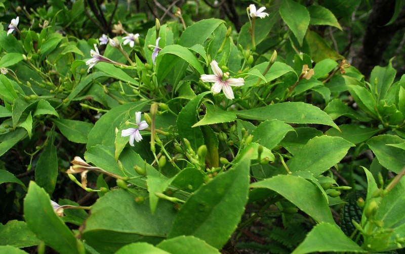 Naupaka photo 3