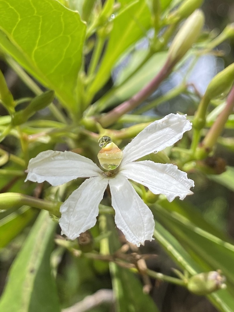 Naupaka Kuahiwi photo 2