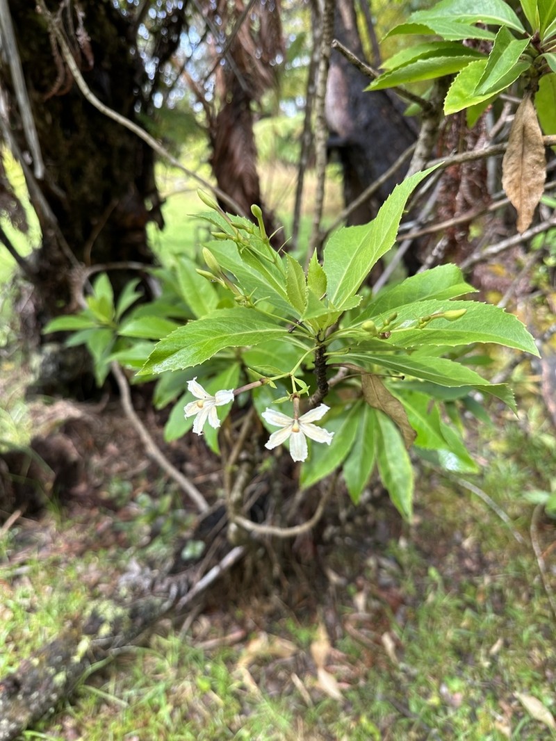 Naupaka Kuahiwi photo 4