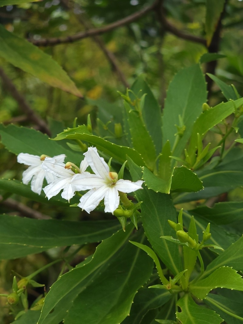 Naupaka Kuahiwi photo 6