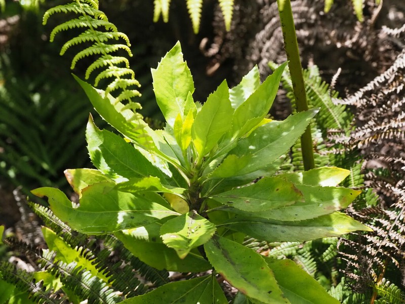 Naupaka Kuahiwi photo 7