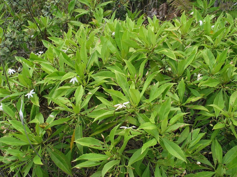 Naupaka Kuahiwi photo 3