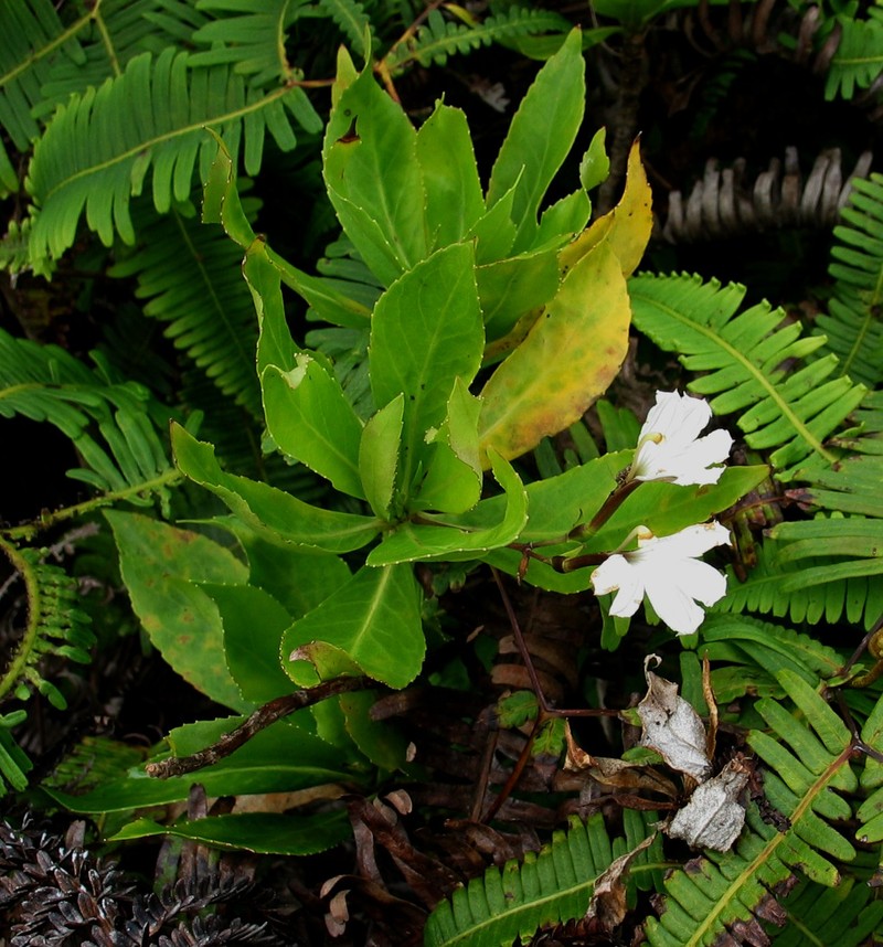 Naupaka Kuahiwi photo 4