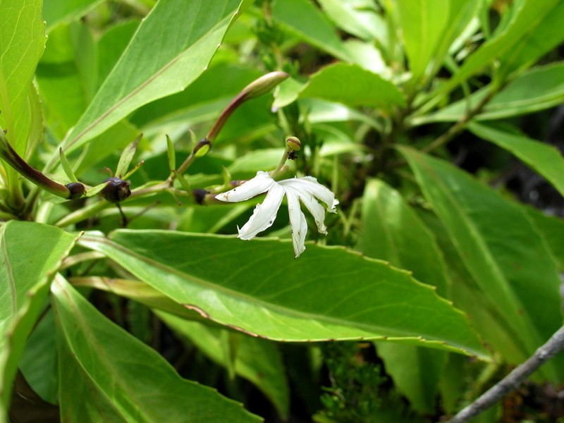 Naupaka Kuahiwi photo 5