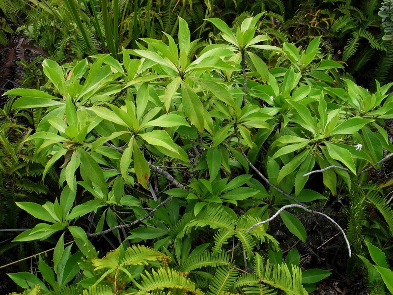 Naupaka Kuahiwi photo 6
